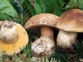 Boletus edulis0028